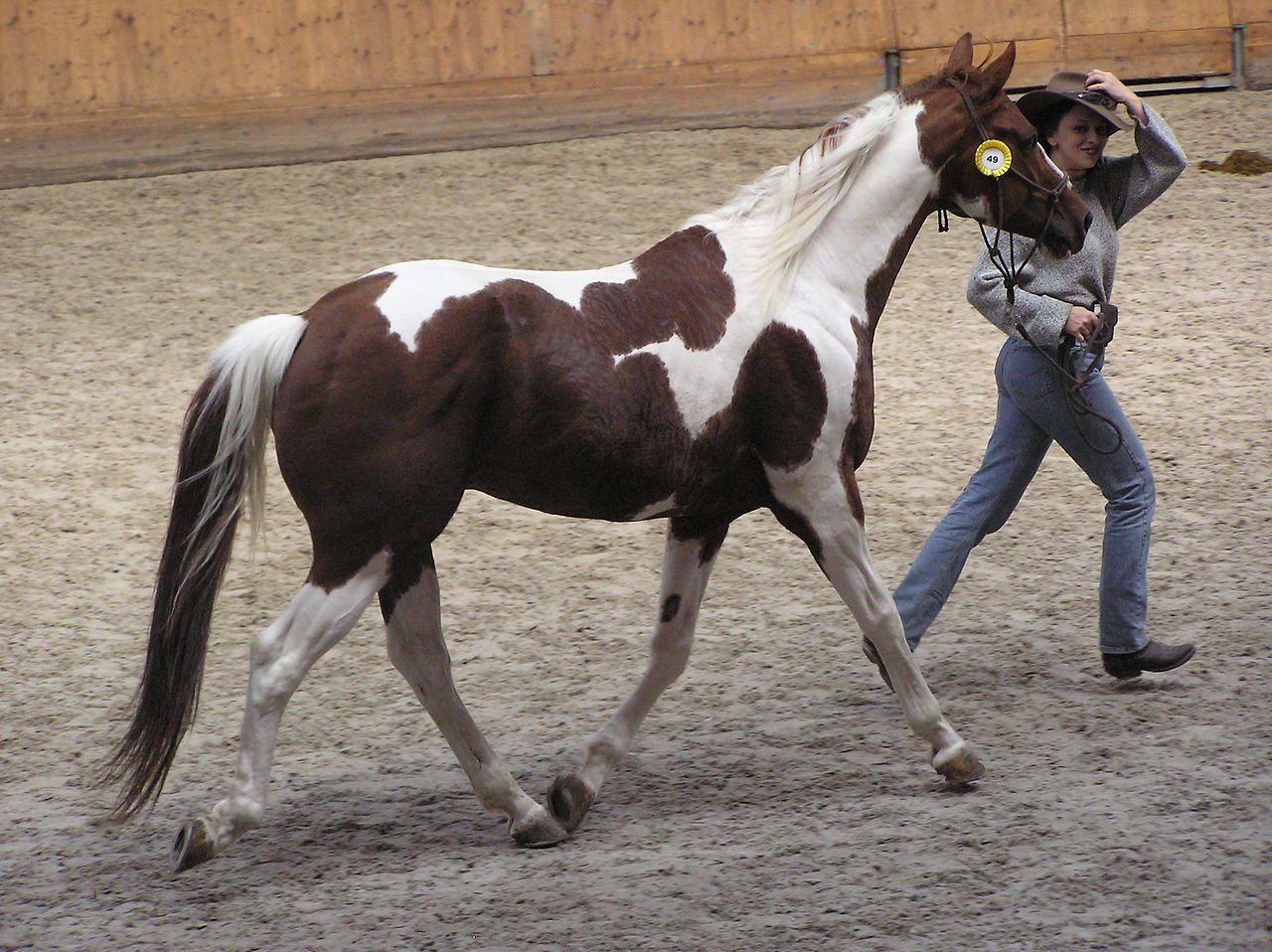 A skewbald American Paint Horse