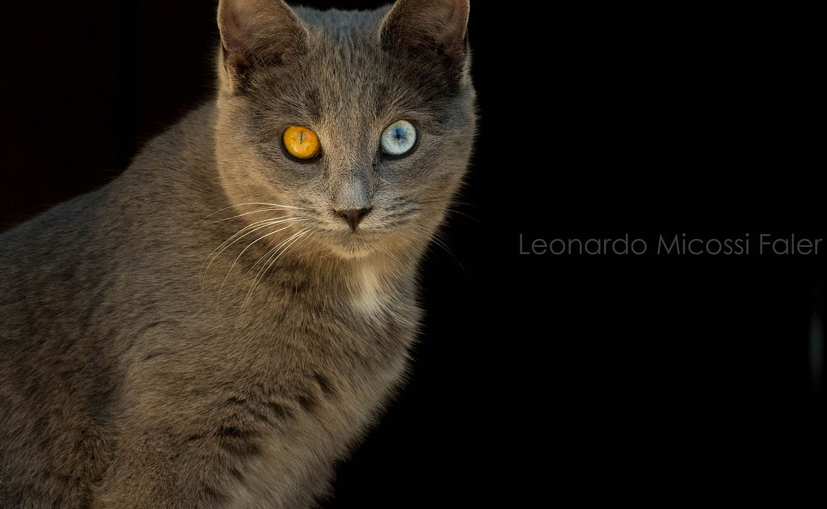 A female cat with Heterochromia