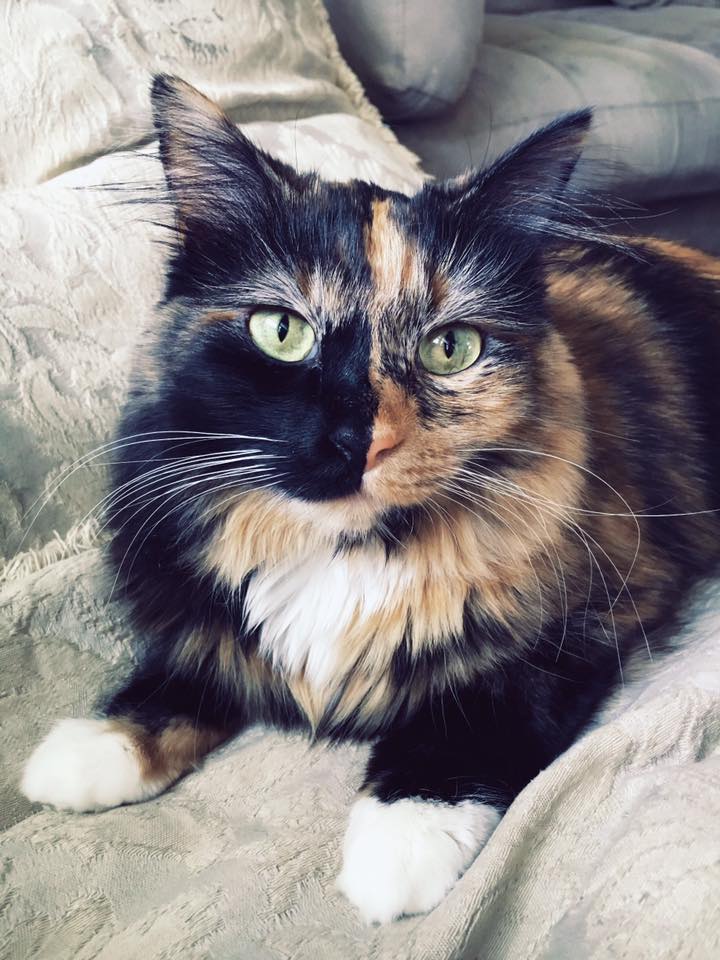 Misty, the Two Face Cat