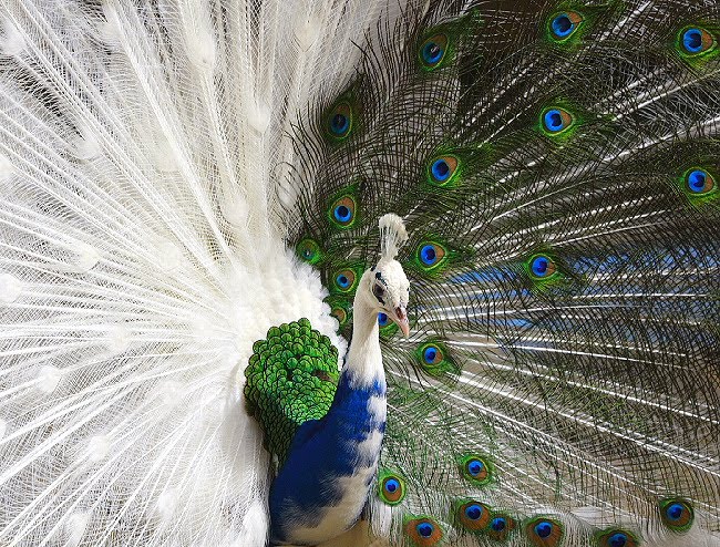 White Blue Bicolored Peacock