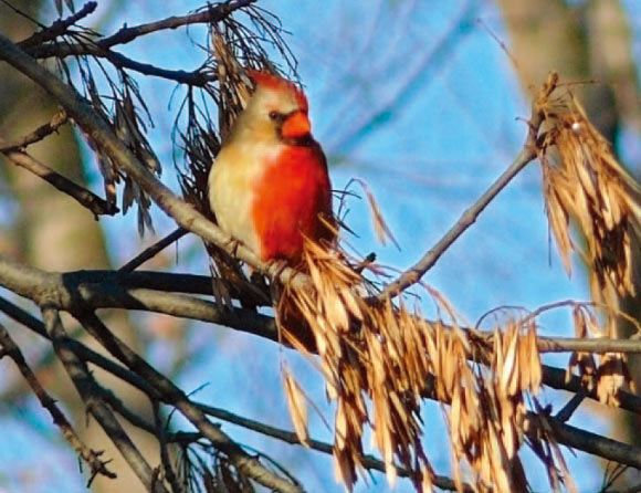 Northern Cardinal with Half-Male, Half-Female Plumage