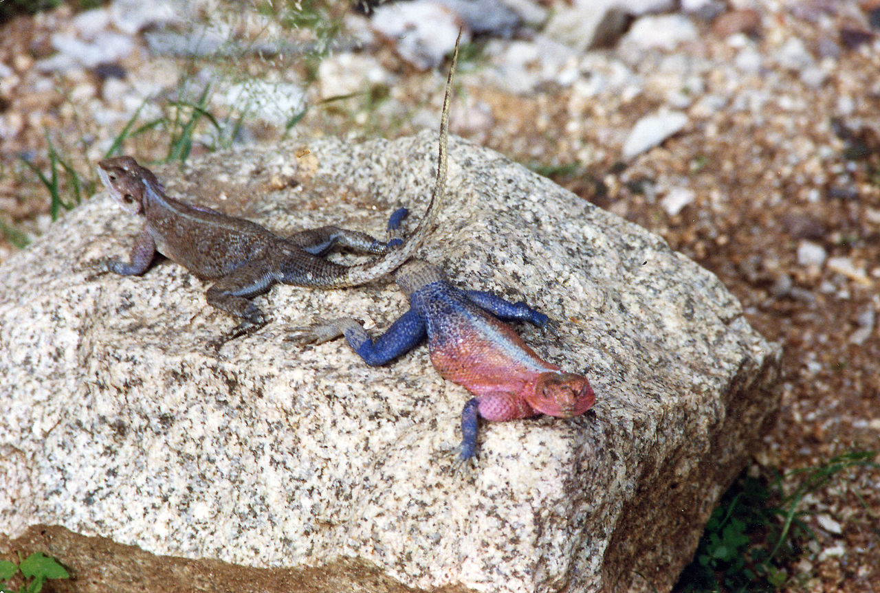 Agama mwanzae, a male and a female