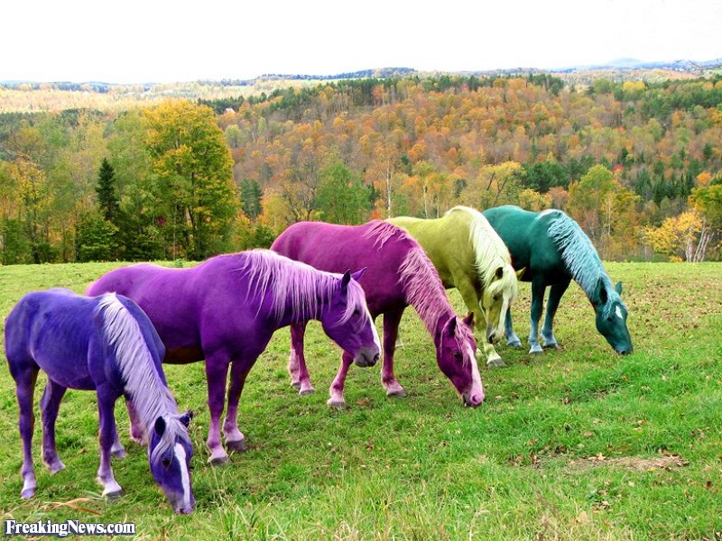Multi-Colored Horses