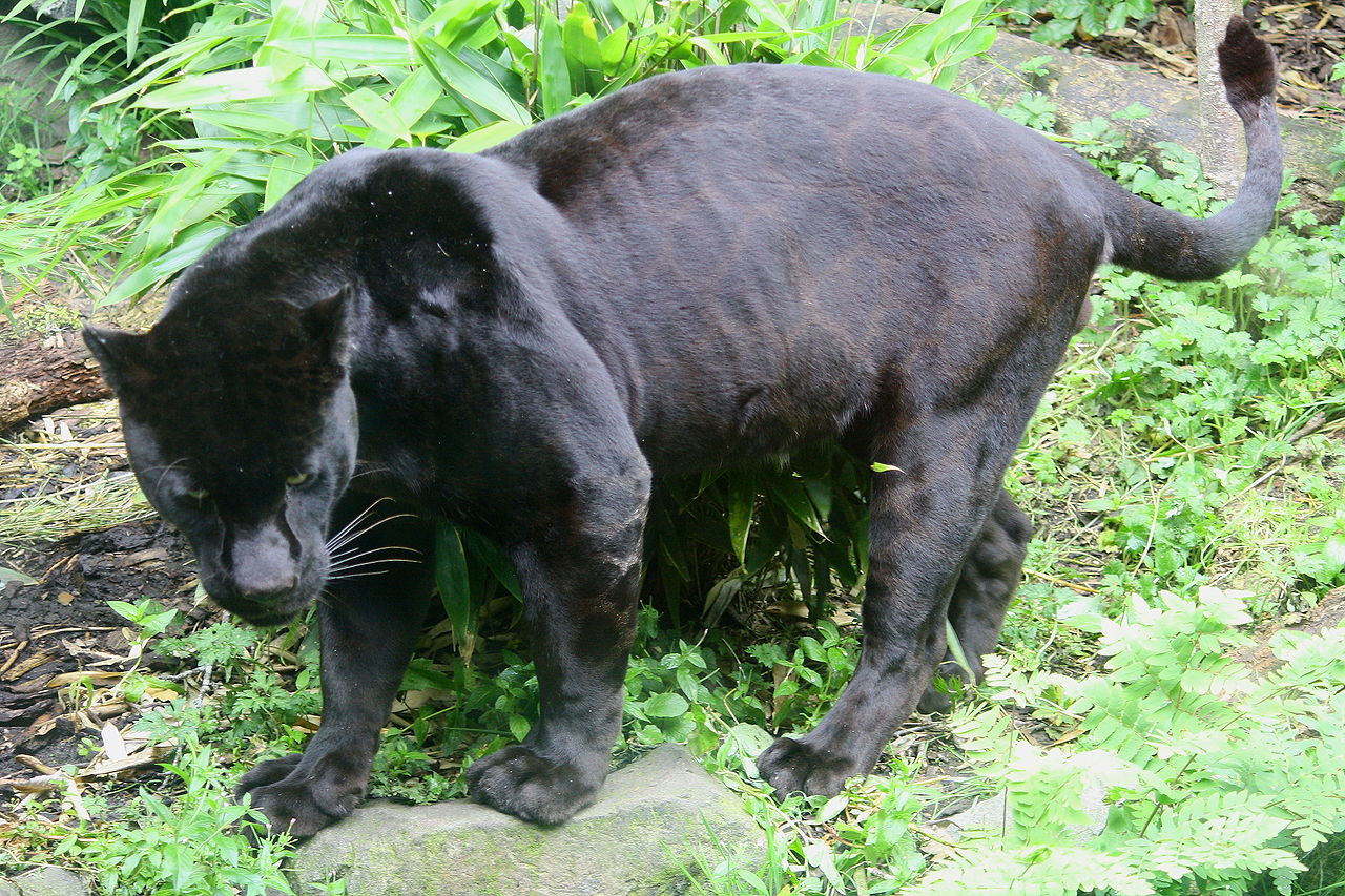 Black jaguar (Panthera onca)