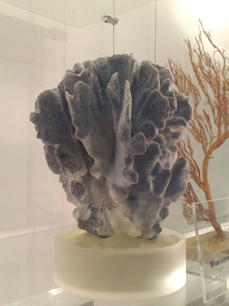 Heliopora coerulea (Blue coral)