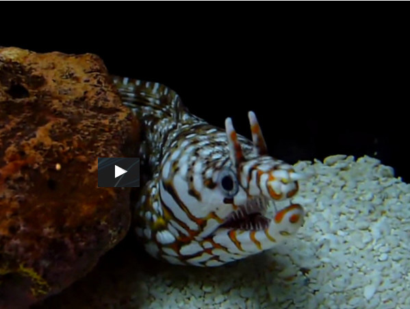 Leopard moray eel (Video)