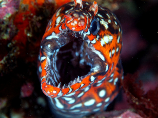 Leopard moray eel (Enchelycore pardalis)