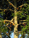 Udumbara tree ((Ficus glomerata)