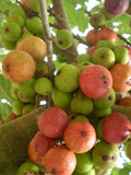 Udumbara fruits
