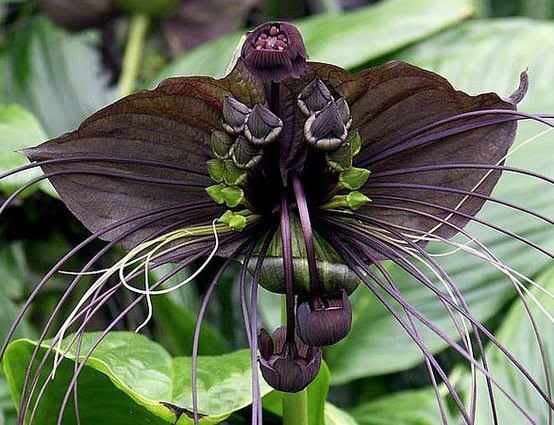 Tacca chantrieri, black bat flower
