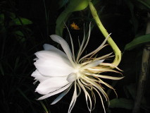 The side view of the Epiphyllum oxypetalum flower