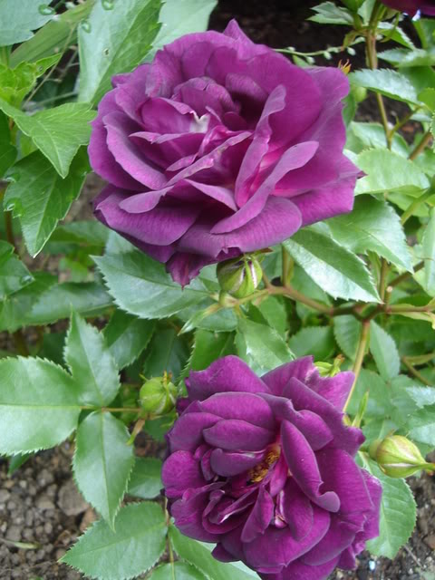 Best purple rose