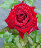 Black Magic Rose