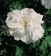 Rugosa rose 'Blanc Double de Coubert'