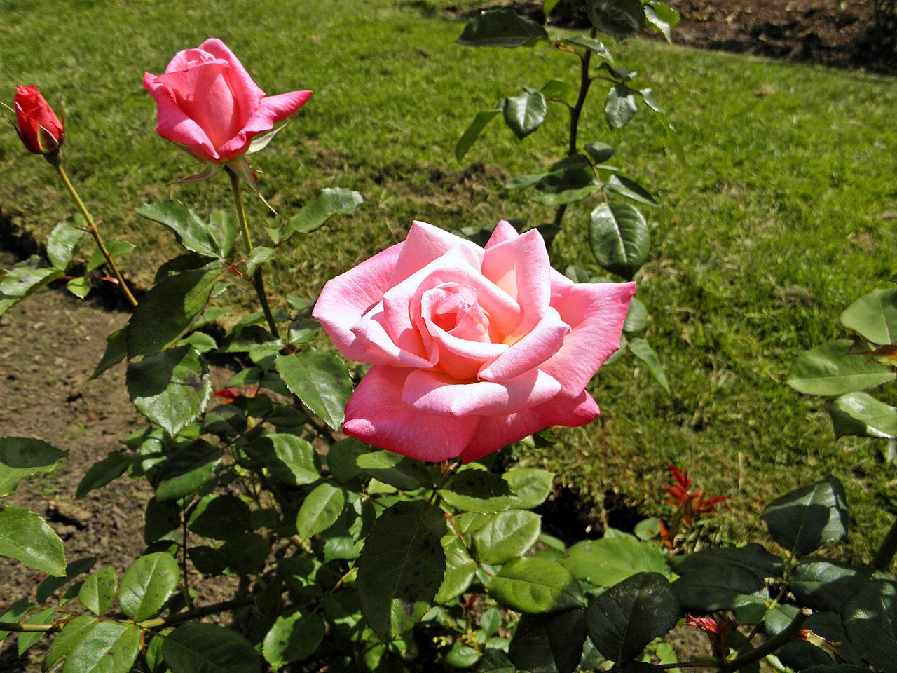 Rose - Grandiflora - Pink Parfait