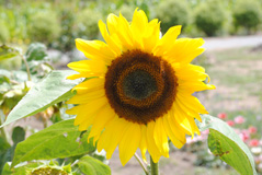 A sunflower in New Zealand