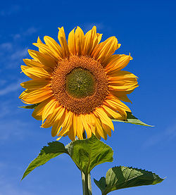 Sunflower (Sunfola variety)