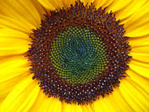Sonnenblume (Helianthus)