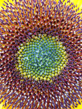 The involucre of a sunflower (Helianthus)