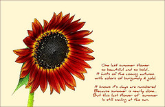 Sunflower - 'Evening Sun'