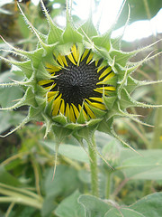 Sunflower bud
