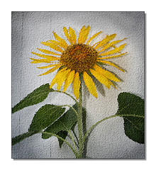Sunflower art