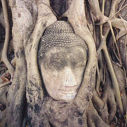 Buddha statue overgrown by fig tree
