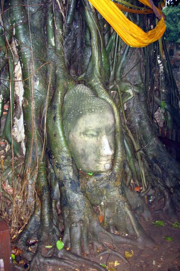 Buddha in Banyan tree