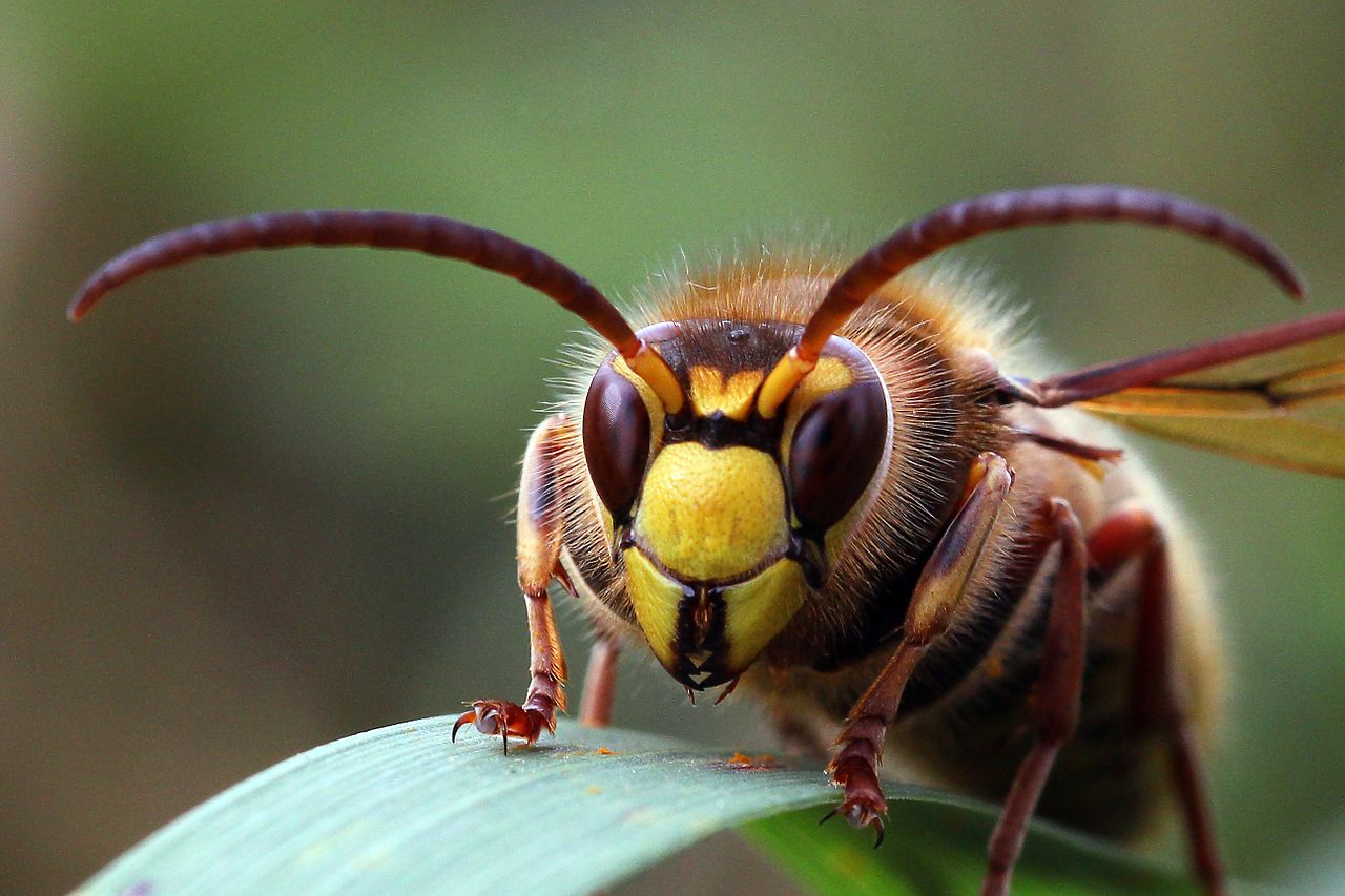 European hornet (Vespa crabro)