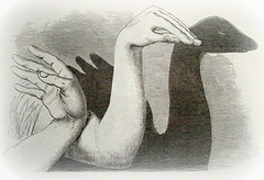 #3: Swan