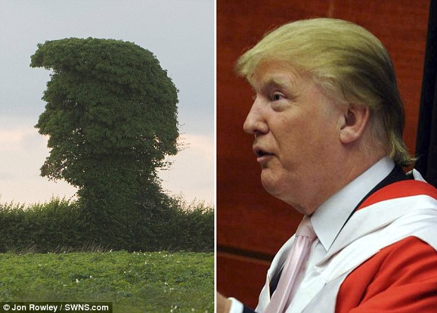 The old elm that looks like Donald Trump