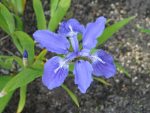 Iris tectorum (Wall-Iris)