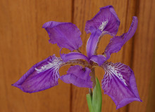 Iris tectorum (roof iris, Japanese roof iris and wall iris)