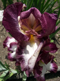 Iris germanica, the German Iris