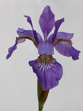 Photograph of a flower of the Siberian Iris
