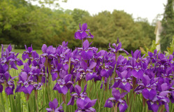 Iris sibirica (Siberian iris) flowers