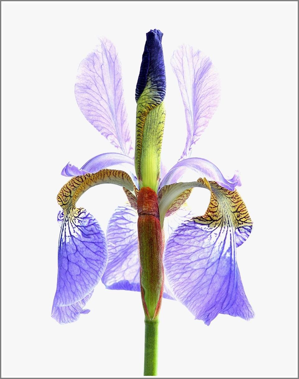Iris sibirica (Siberian iris)
