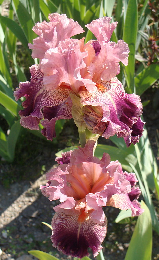 Iris barbata elatior 'Barocco' (Iris germanica)