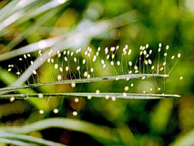 Lacewing eggs
