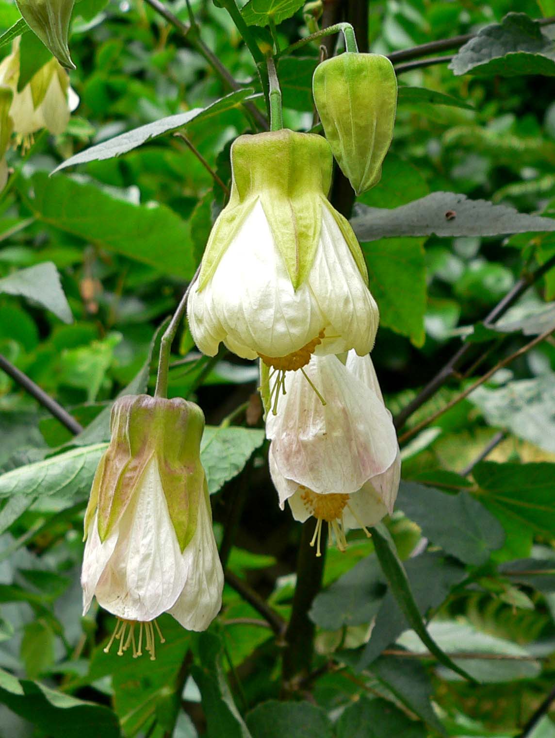 Abutilon × hybridum 'Patricia'