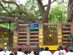 Bodhi tree, Bodh Gaya, India