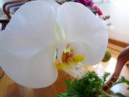 Orchid Phalaenopsis cultivars