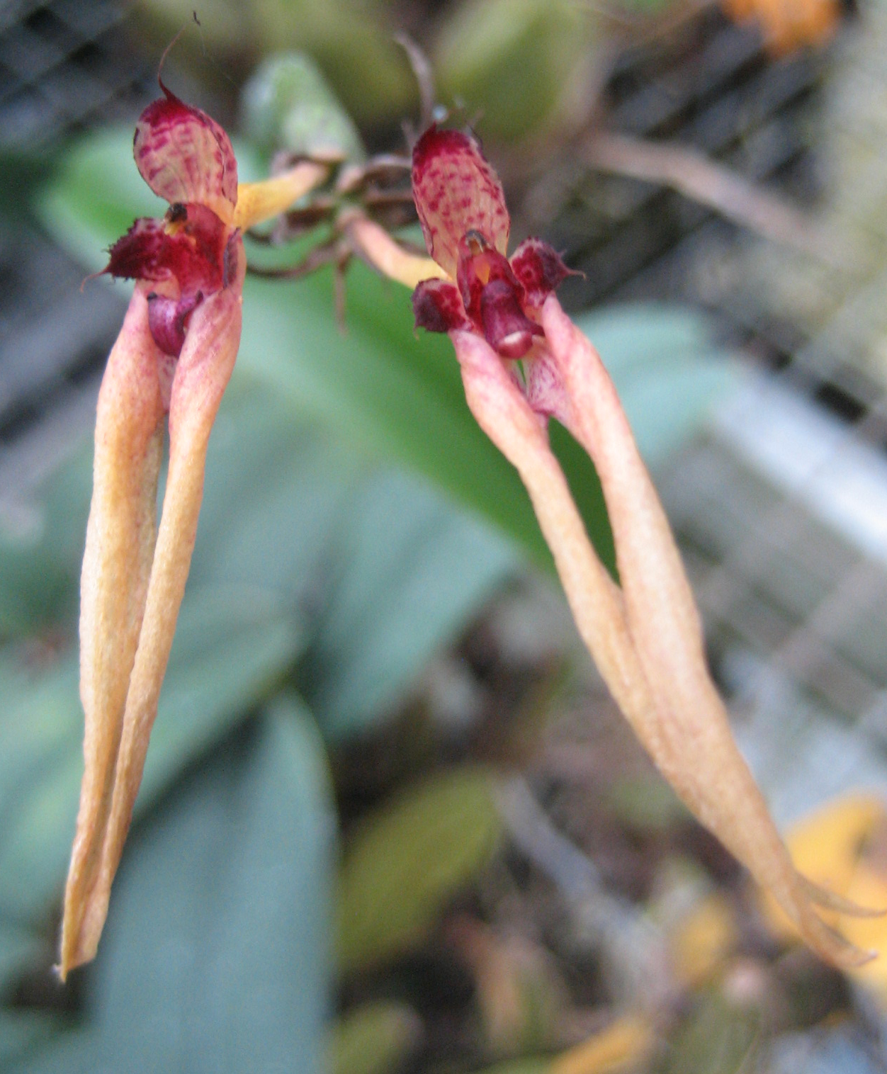 Bulbophyllum pseudopicturatum