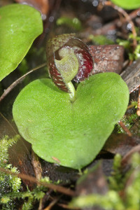 Corybas limpidus – Crystal Helmet Orchid