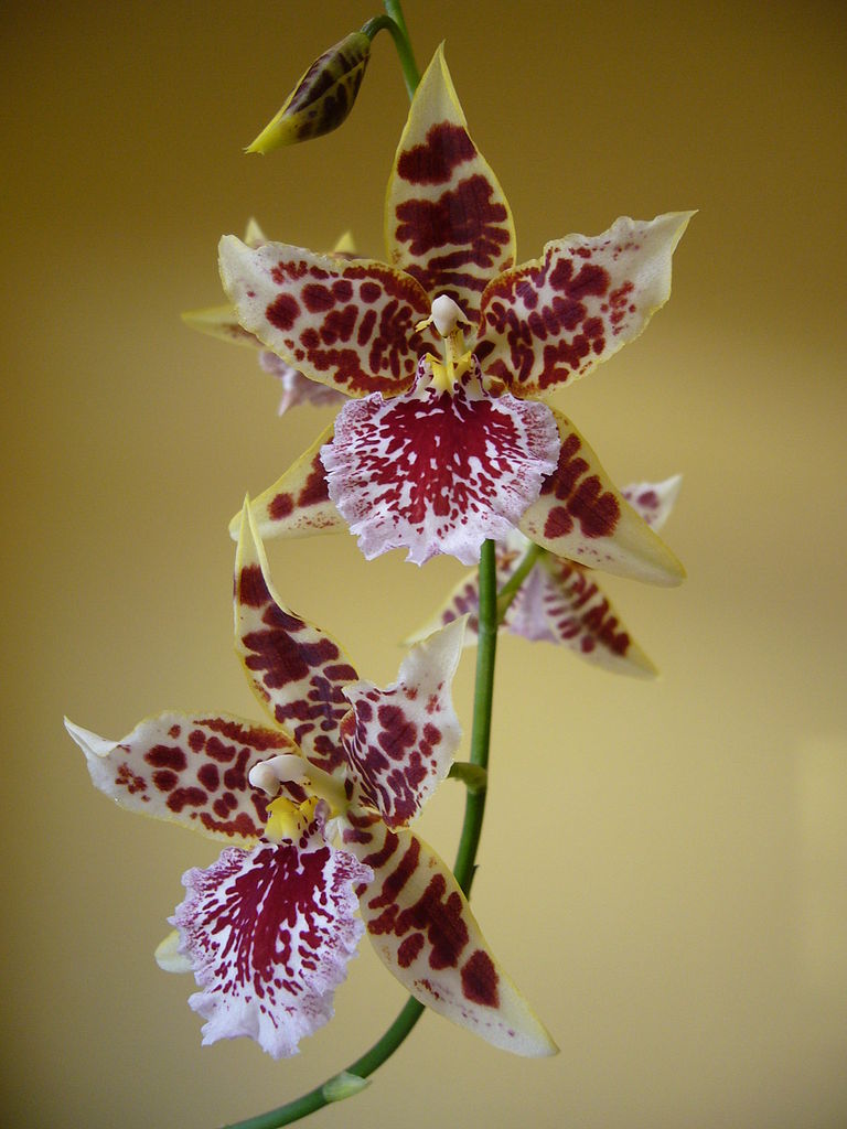Cambria Hybrid orchid