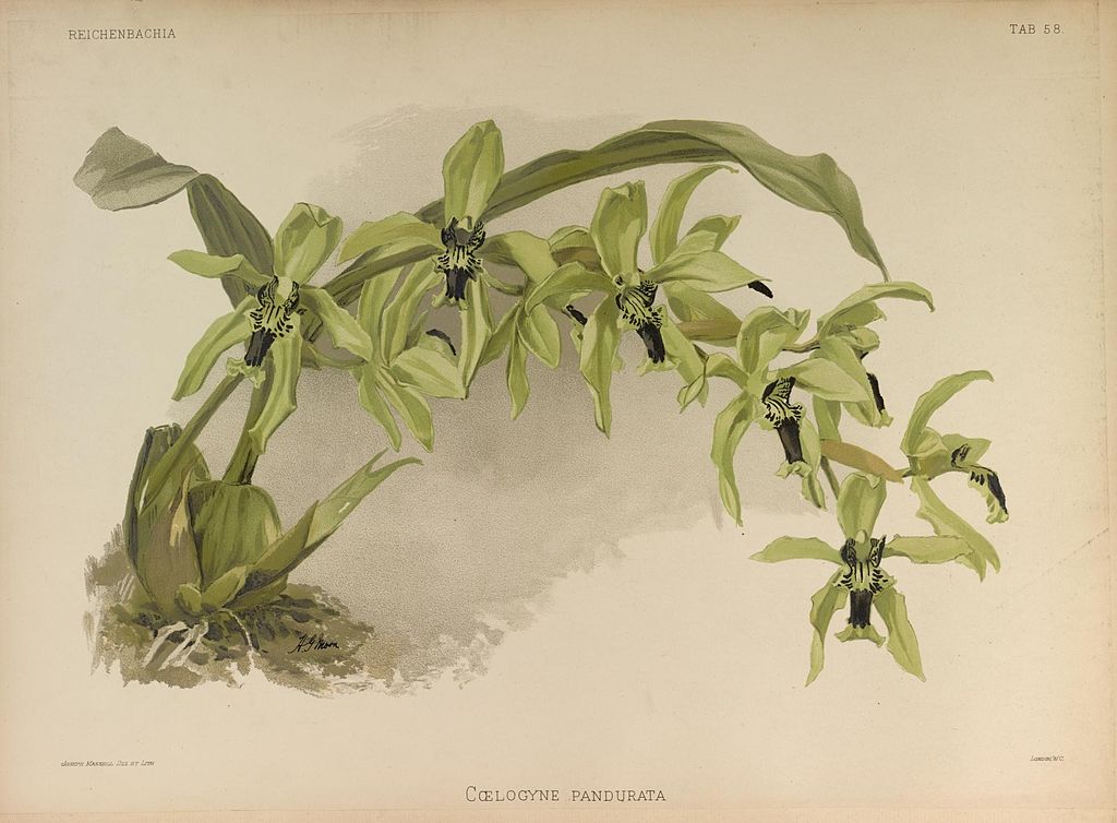 Illustration of Coelogyne pandurata