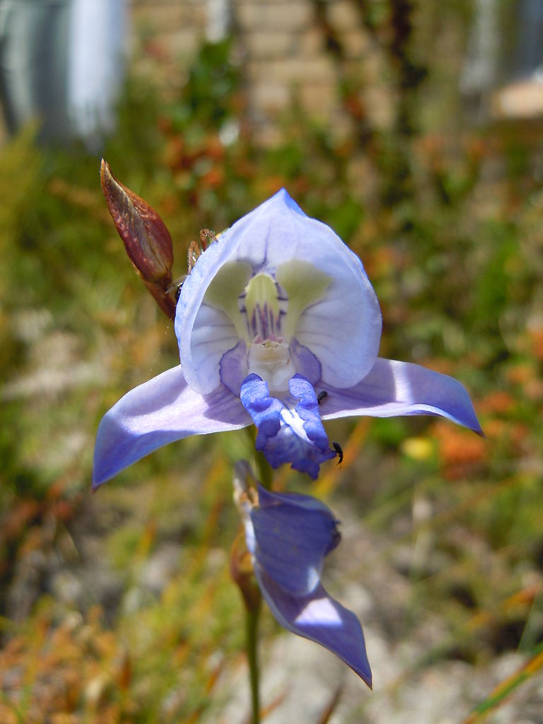 Blue Disa (Disa graminifolia flower)