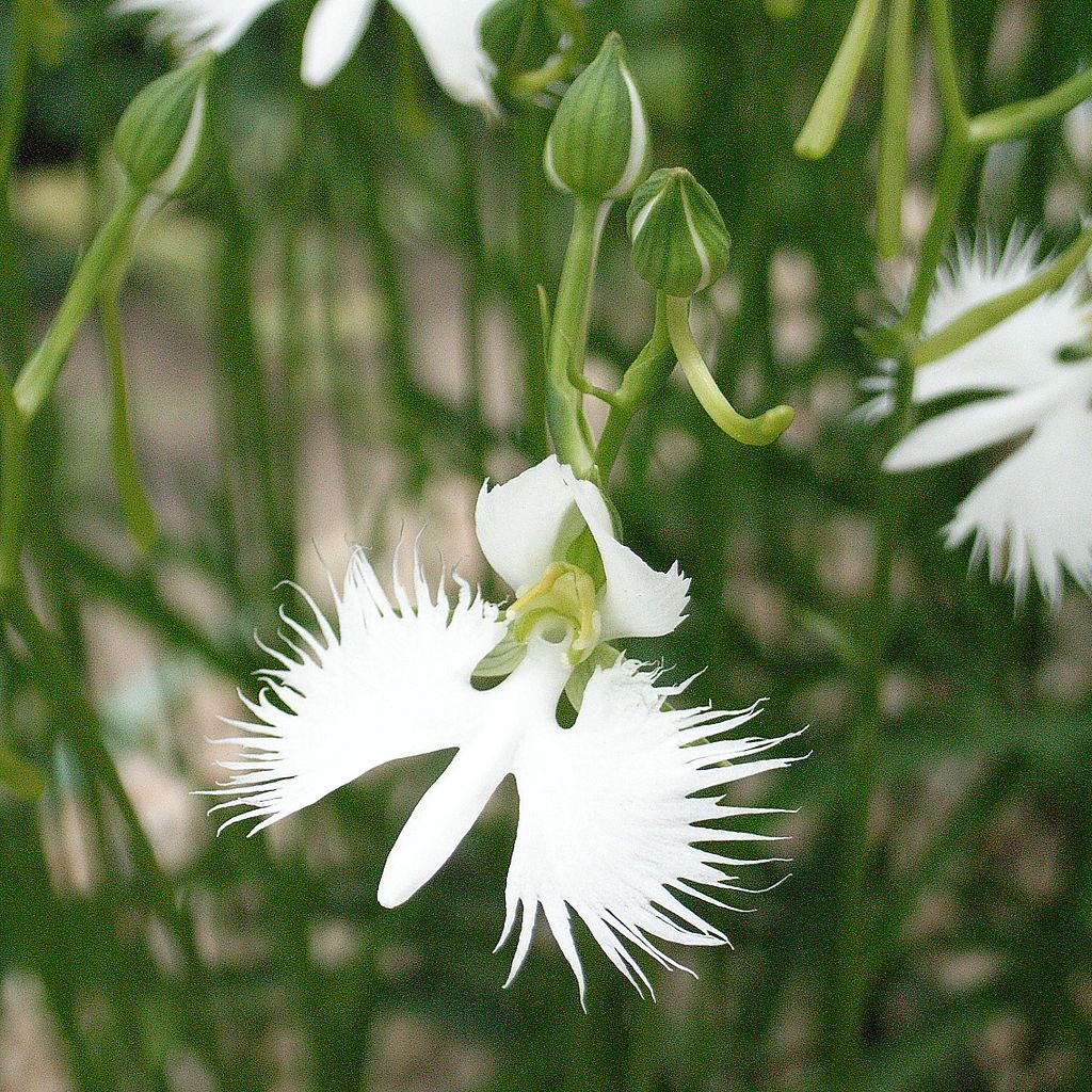 Habenaria radiata (White Egret Flower)