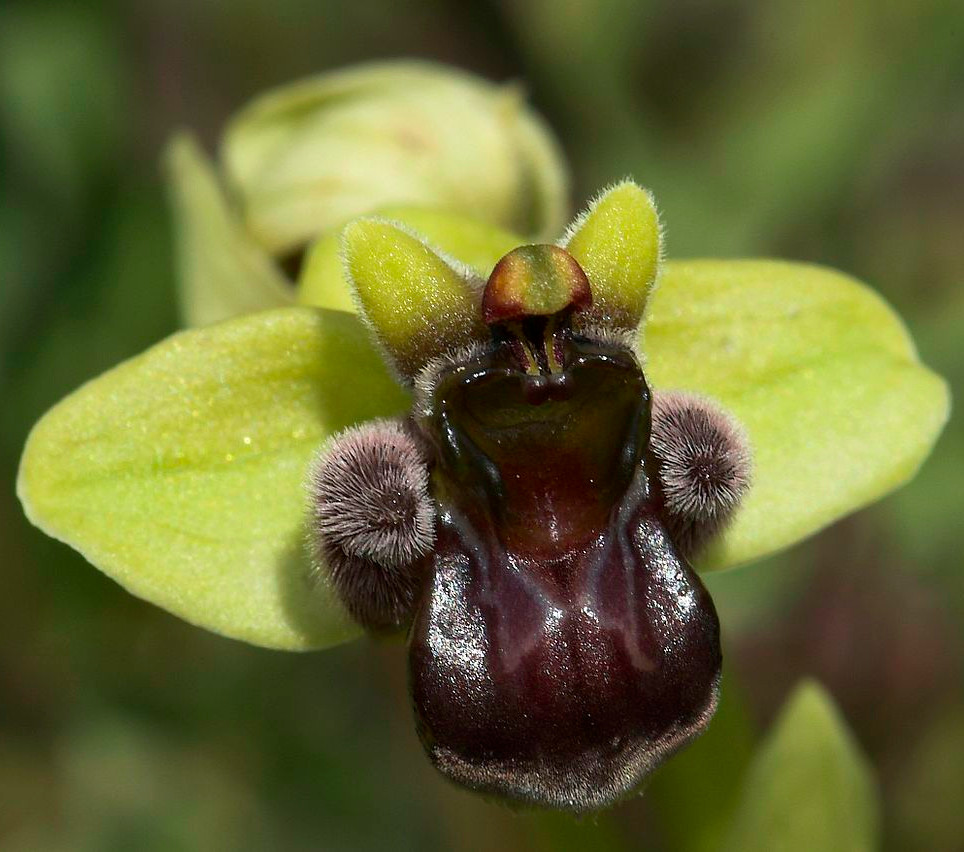 Ophrys bombyliflora Greece