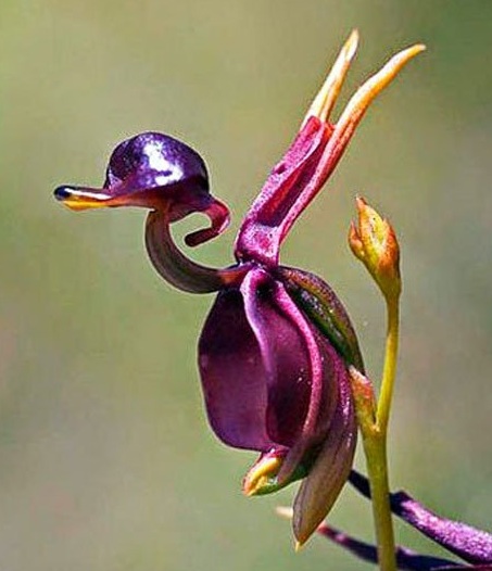 Flying Duck orchid